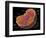 Animal Cell-Spencer Sutton-Framed Giclee Print