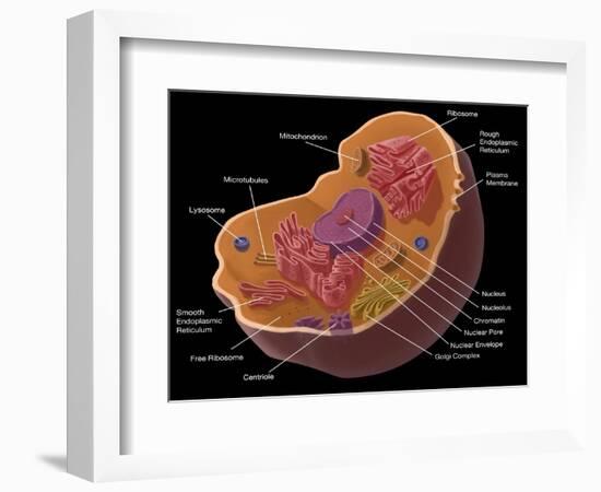 Animal Cell-Spencer Sutton-Framed Giclee Print