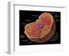 Animal Cell-Spencer Sutton-Framed Giclee Print