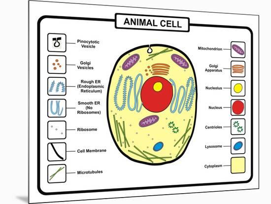 Animal Cell-udaix-Mounted Art Print
