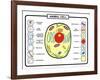 Animal Cell-udaix-Framed Art Print