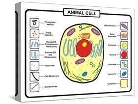 Animal Cell-udaix-Stretched Canvas