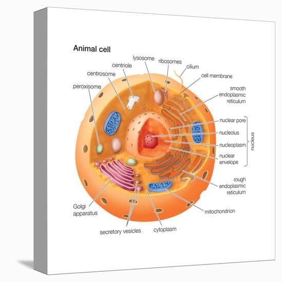 Animal Cells, Eukaryotes, Biology-Encyclopaedia Britannica-Stretched Canvas