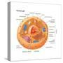 Animal Cells, Eukaryotes, Biology-Encyclopaedia Britannica-Stretched Canvas