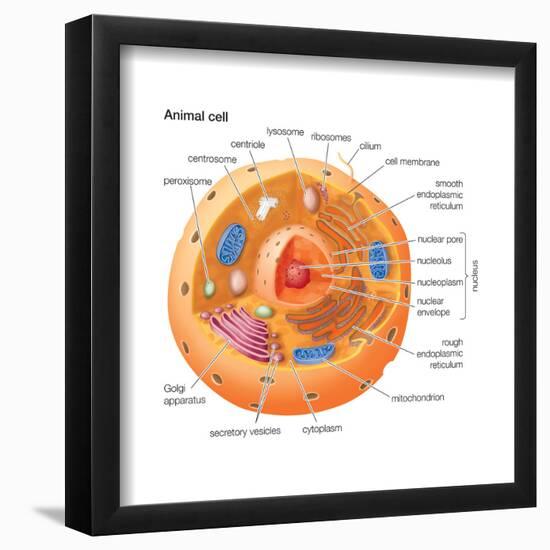 Animal Cells, Eukaryotes, Biology-Encyclopaedia Britannica-Framed Poster