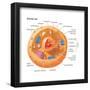 Animal Cells, Eukaryotes, Biology-Encyclopaedia Britannica-Framed Poster