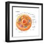 Animal Cells, Eukaryotes, Biology-Encyclopaedia Britannica-Framed Art Print