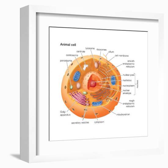 Animal Cells, Eukaryotes, Biology-Encyclopaedia Britannica-Framed Art Print