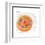 Animal Cells, Eukaryotes, Biology-Encyclopaedia Britannica-Framed Art Print