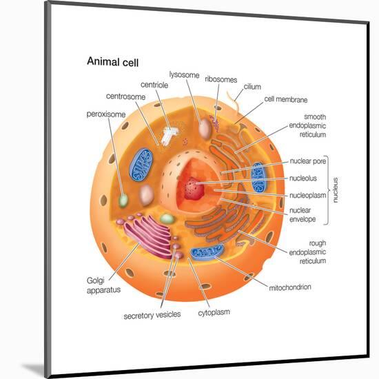 Animal Cells, Eukaryotes, Biology-Encyclopaedia Britannica-Mounted Art Print