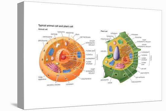 Animal Cells, Plant Cells, Eukaryotes, Biology-Encyclopaedia Britannica-Stretched Canvas