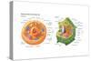 Animal Cells, Plant Cells, Eukaryotes, Biology-Encyclopaedia Britannica-Stretched Canvas