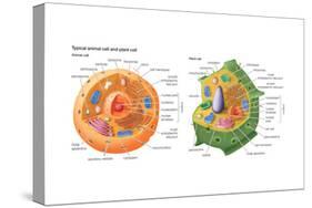 Animal Cells, Plant Cells, Eukaryotes, Biology-Encyclopaedia Britannica-Stretched Canvas