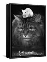 Animal Friendships: Cats and Mice-null-Framed Stretched Canvas