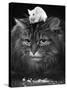 Animal Friendships: Cats and Mice-null-Stretched Canvas