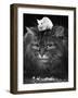 Animal Friendships: Cats and Mice-null-Framed Photographic Print