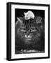 Animal Friendships: Cats and Mice-null-Framed Photographic Print