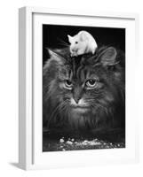 Animal Friendships: Cats and Mice-null-Framed Photographic Print