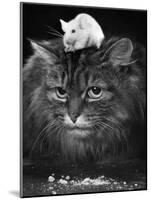 Animal Friendships: Cats and Mice-null-Mounted Photographic Print