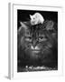 Animal Friendships: Cats and Mice-null-Framed Photographic Print