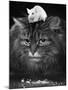 Animal Friendships: Cats and Mice-null-Mounted Photographic Print