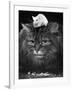 Animal Friendships: Cats and Mice-null-Framed Photographic Print