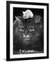 Animal Friendships: Cats and Mice-null-Framed Photographic Print