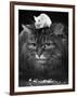 Animal Friendships: Cats and Mice-null-Framed Photographic Print