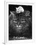Animal Friendships: Cats and Mice-null-Framed Photographic Print
