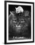 Animal Friendships: Cats and Mice-null-Framed Photographic Print