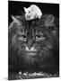 Animal Friendships: Cats and Mice-null-Mounted Photographic Print