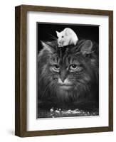 Animal Friendships: Cats and Mice-null-Framed Photographic Print