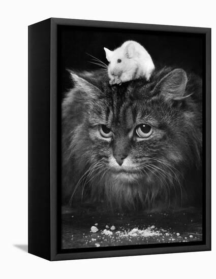 Animal Friendships: Cats and Mice-null-Framed Stretched Canvas