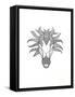 Animal Head Horse-Neeti Goswami-Framed Stretched Canvas