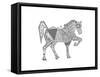 Animal Horse2-Neeti Goswami-Framed Stretched Canvas