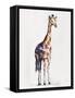 Animal Kingdom I-Sydney Edmunds-Framed Stretched Canvas