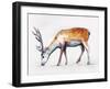 Animal Kingdom V-Sydney Edmunds-Framed Giclee Print