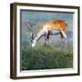 Animal Kingdom VI-Sydney Edmunds-Framed Giclee Print