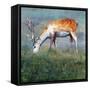 Animal Kingdom VI-Sydney Edmunds-Framed Stretched Canvas