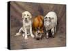 Animal Lineup Dog, Chicken, Sheep, Rabbit-null-Stretched Canvas