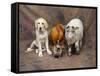 Animal Lineup Dog, Chicken, Sheep, Rabbit-null-Framed Stretched Canvas