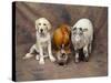 Animal Lineup Dog, Chicken, Sheep, Rabbit-null-Stretched Canvas