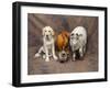 Animal Lineup Dog, Chicken, Sheep, Rabbit-null-Framed Photographic Print
