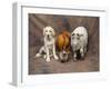 Animal Lineup Dog, Chicken, Sheep, Rabbit-null-Framed Photographic Print