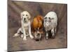 Animal Lineup Dog, Chicken, Sheep, Rabbit-null-Mounted Photographic Print