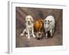 Animal Lineup Dog, Chicken, Sheep, Rabbit-null-Framed Photographic Print