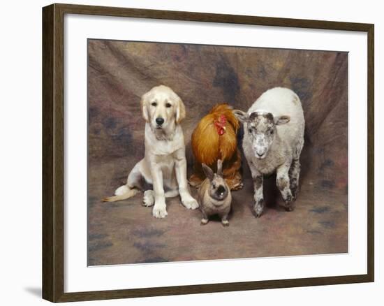 Animal Lineup Dog, Chicken, Sheep, Rabbit-null-Framed Photographic Print