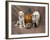 Animal Lineup Dog, Chicken, Sheep, Rabbit-null-Framed Photographic Print