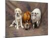 Animal Lineup Dog, Chicken, Sheep, Rabbit-null-Mounted Photographic Print