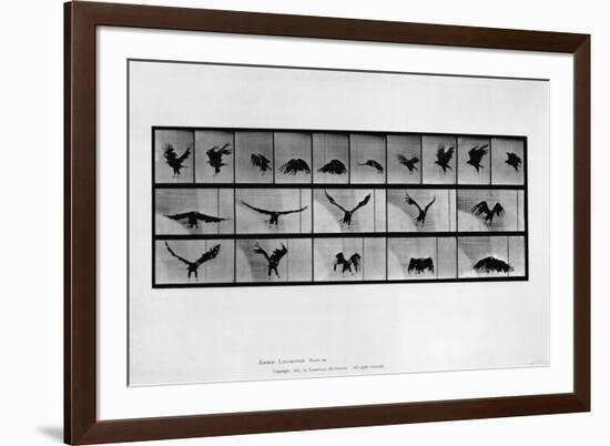 Animal Locomotion-null-Framed Giclee Print